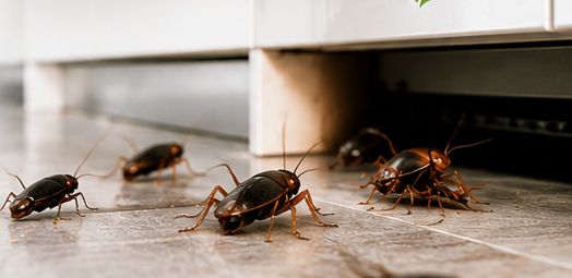 Extermination cafards Casablanca, cafards dans une cuisine